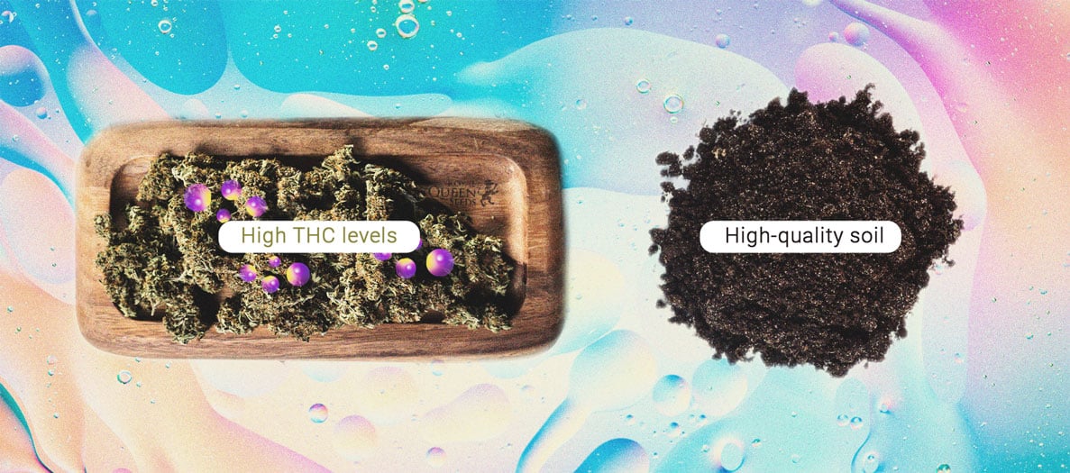Cómo hacer que la marihuana sea más potente Cómo hacer que la marihuana sea más potente
