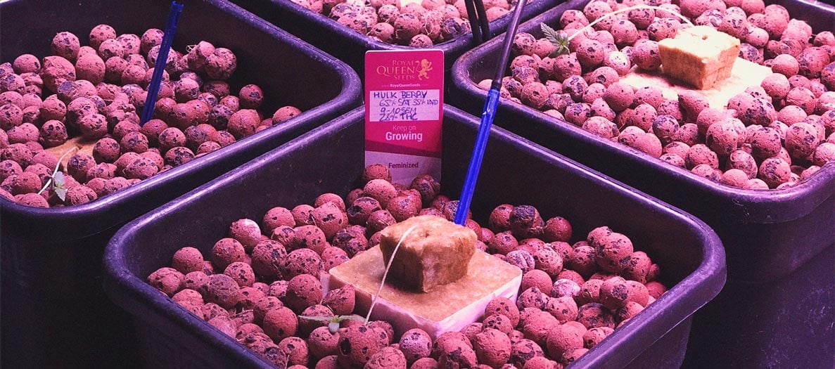 Marchitamiento fúngico en plántulas de marihuana Imagen de plántula de marihuana con el tallo blando y colapsado tras infección por Pythium, Botrytis y Fusarium, donde se puede ver el marchitamiento fúngico, una de las enfermedades de la marihuana que ataca y mata las plántulas en menos de 24 horas