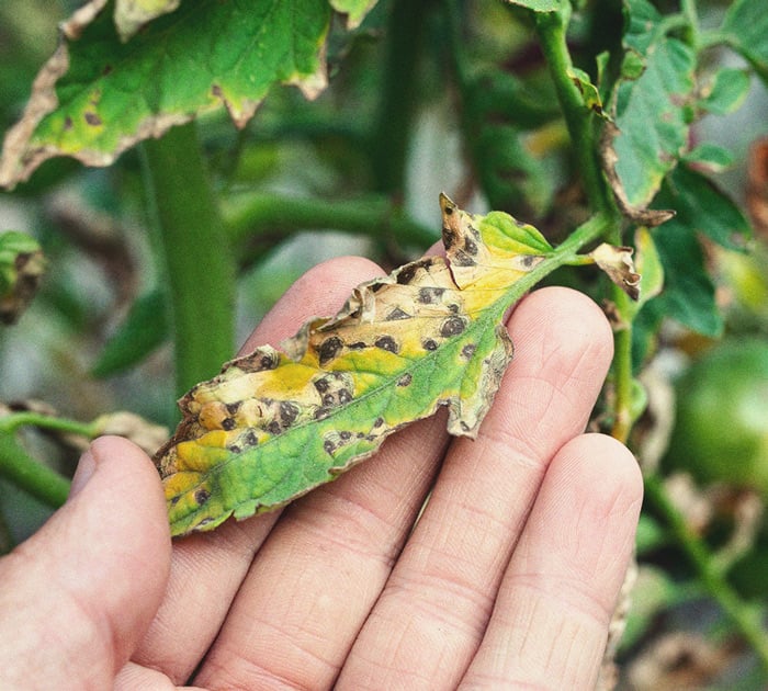 Septoriosis en hojas de marihuana tras inicio de floración Hojas inferiores de marihuana cubiertas de manchas amarillas y marrones causadas por Septoria (septoriosis), una de las enfermedades de la marihuana que ataca tras el inicio de la floración y reduce la capacidad fotosintética