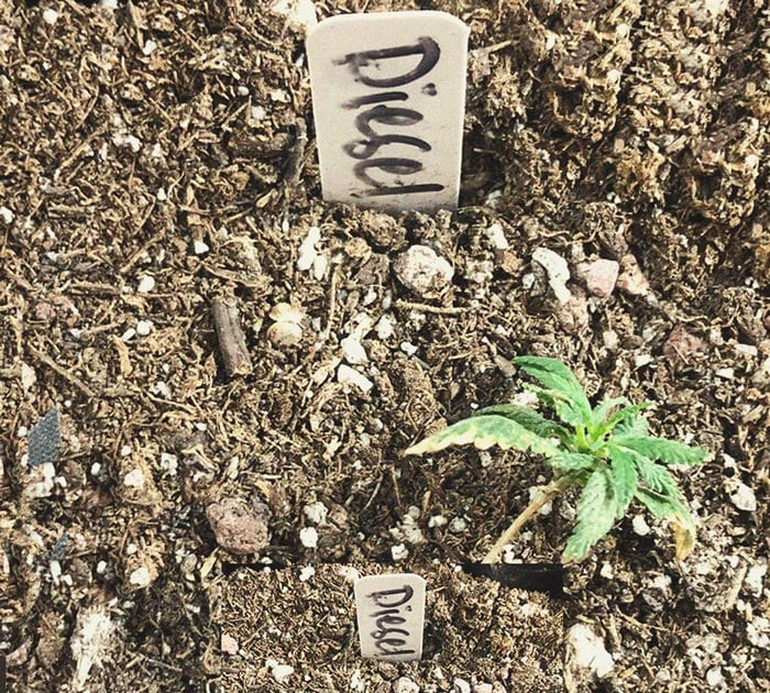 Podredumbre radicular por Pythium en cultivo de marihuana Imagen de planta de marihuana infectada por Pythium, una de las principales enfermedades de la marihuana que provoca podredumbre de la raíz, especialmente en plántulas y sistemas hidropónicos