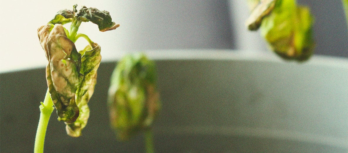 Marchitamiento de hojas por Verticillium en marihuana Hojas de marihuana marchitas con decoloración marrón alrededor del nervio central por Verticillium, una de las enfermedades de la marihuana que bloquea el xilema e impide el flujo de agua y nutrientes