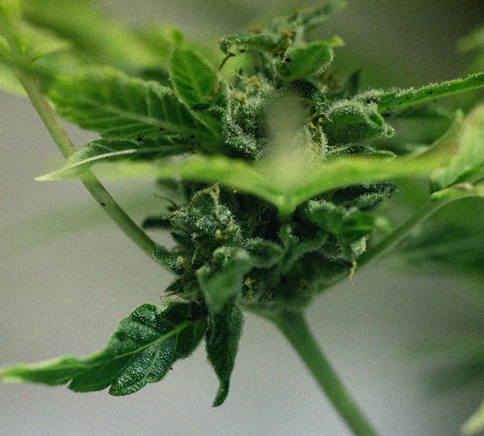 Daños por moscas del mantillo en plantas de marihuana Imagen de hojas de marihuana amarillentas por presencia de larvas de moscas del mantillo en el sustrato, una de las enfermedades de la marihuana que provoca deficiencias nutricionales y crecimiento atrofiado