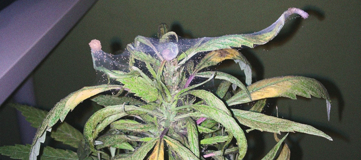 Infestación de ácaros araña en hojas de marihuana Imagen de hojas de marihuana con motas diminutas y finas telarañas, signos de ácaros araña, una de las enfermedades de la marihuana que provoca manchas, defoliación y reducción del rendimiento