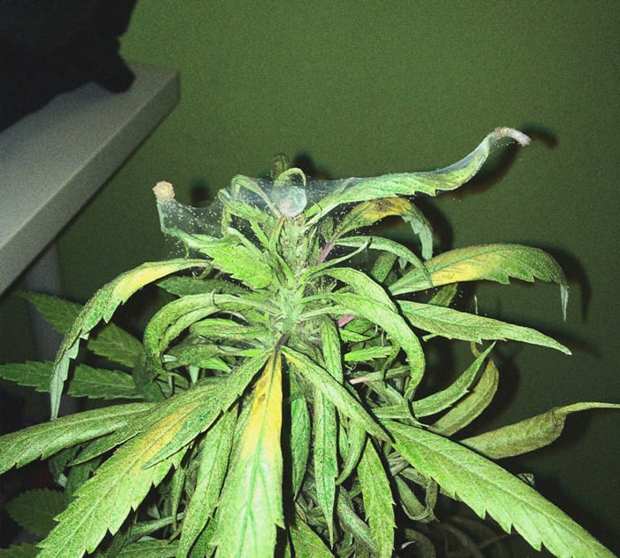 Infestación de ácaros araña en hojas de marihuana Imagen de hojas de marihuana con motas diminutas y finas telarañas, signos de ácaros araña, una de las enfermedades de la marihuana que provoca manchas, defoliación y reducción del rendimiento