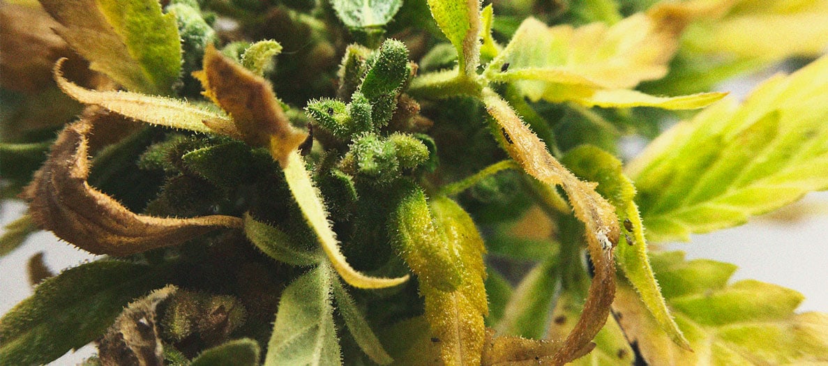 Infestación de pulgones en marihuana Imagen de hojas de marihuana con colonias de pulgones verdes, una de las enfermedades de la marihuana más destructivas que drena la savia, atrae hormigas y propaga patógenos
