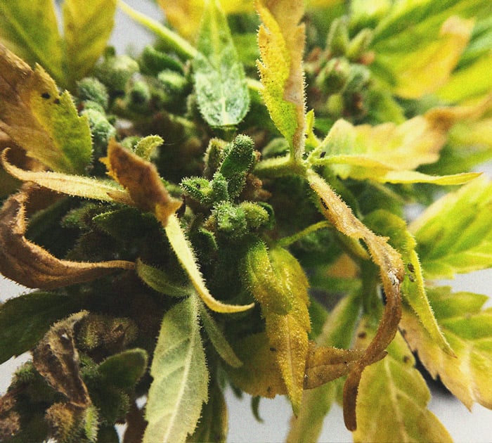 Infestación de pulgones en marihuana Imagen de hojas de marihuana con colonias de pulgones verdes, una de las enfermedades de la marihuana más destructivas que drena la savia, atrae hormigas y propaga patógenos