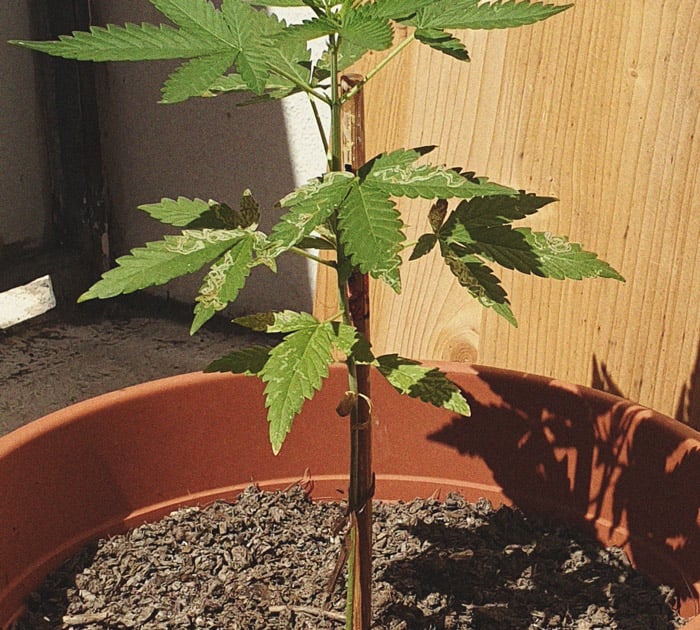 Daños de minadores de hojas en planta de marihuana Imagen de hojas de marihuana con finos túneles blancos y amarillos causados por minadores de hojas, una de las enfermedades de la marihuana que se alimenta del tejido foliar.
