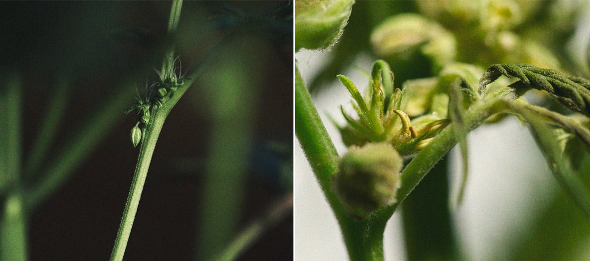Hermafroditismo y platanitos en plantas de marihuana Planta de marihuana con platanitos (pequeñas flores masculinas en forma de banano) emergiendo entre los cogollos, un ejemplo de hermafroditismo, una de las enfermedades de la marihuana inducidas por estrés y genética.