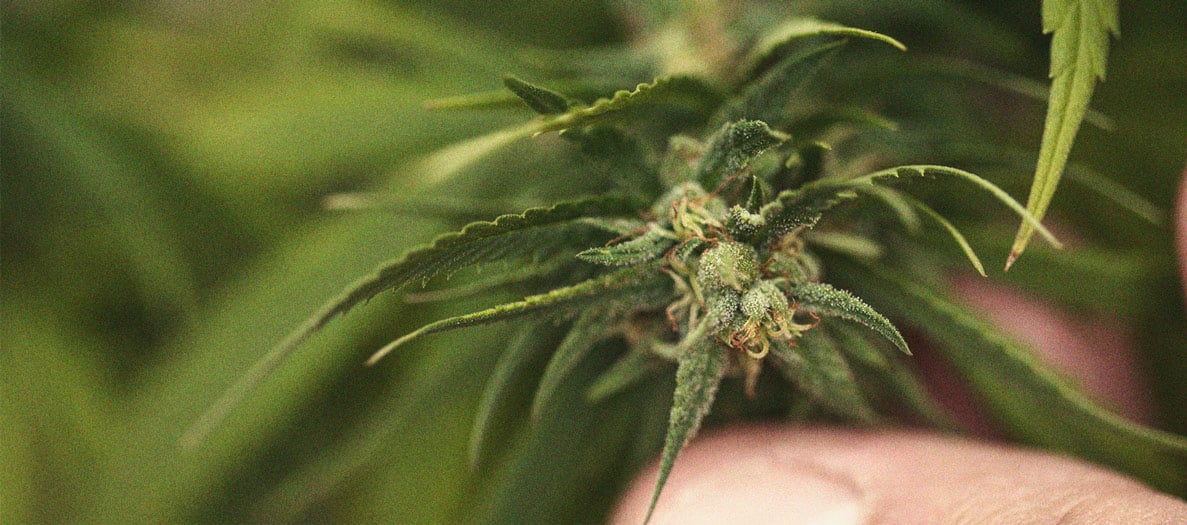 Polinización en plantas de marihuana con brácteas hinchadas Imagen de de brácteas de marihuana con plantas polinizadas, una de las enfermedades de la marihuana que interfiere en la producción de resina al desviar la energía al desarrollo de semillas