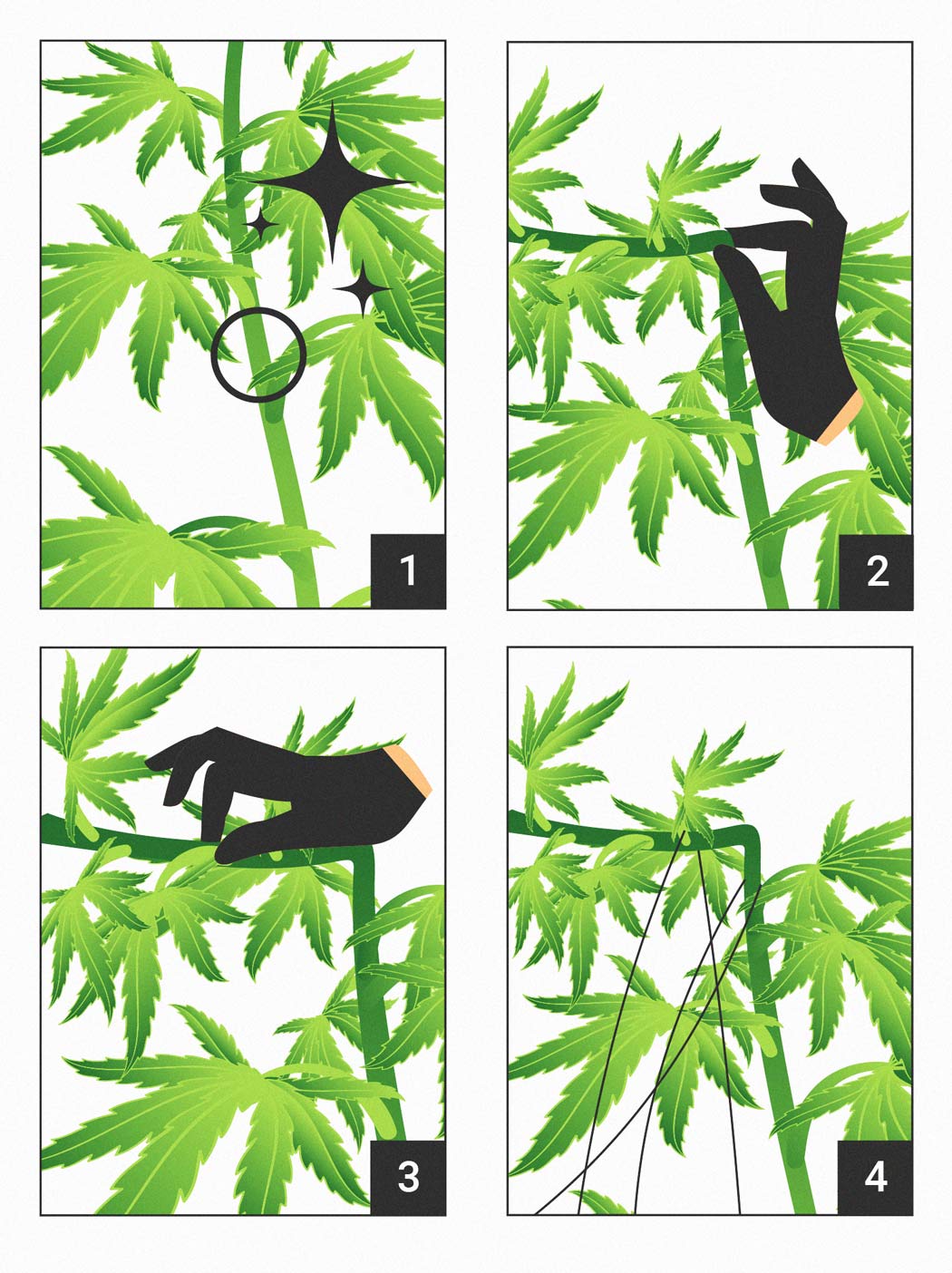 Super Cropping de la marihuana: cómo, cuándo y por qué aplicarlo Super Cropping de la marihuana: cómo, cuándo y por qué aplicarlo