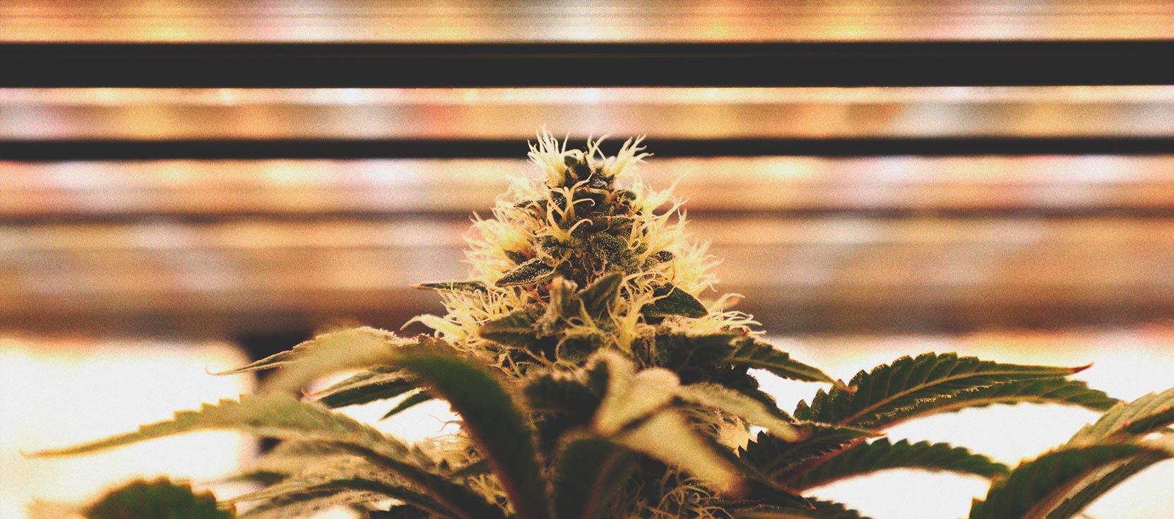 Cultivar tu marihuana con luces LED: 6 errores a evitar Cultivar tu marihuana con luces LED: 6 errores a evitar