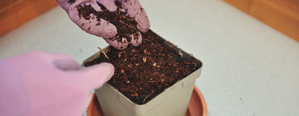 Por qué las algas son un superalimento para las plantas de marihuana Por qué las algas son un superalimento para las plantas de marihuana