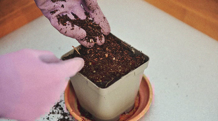 Por qué las algas son un superalimento para las plantas de marihuana Por qué las algas son un superalimento para las plantas de marihuana