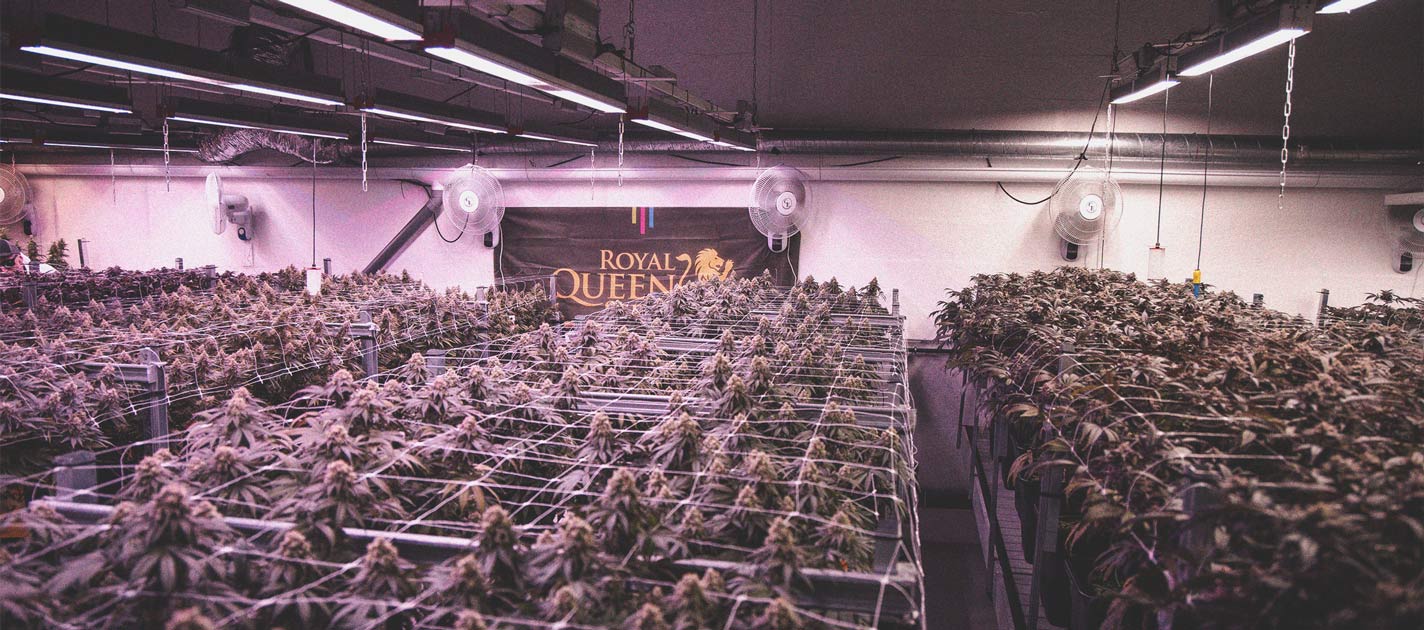 Cultivar tu marihuana con luces LED: 6 errores a evitar Cultivar tu marihuana con luces LED: 6 errores a evitar