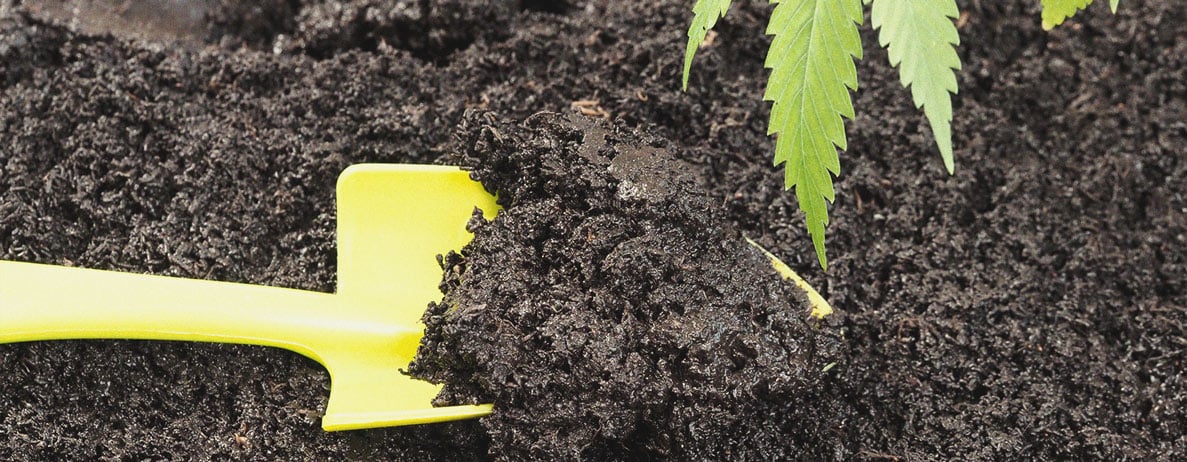 Por qué las algas son un superalimento para las plantas de marihuana Por qué las algas son un superalimento para las plantas de marihuana