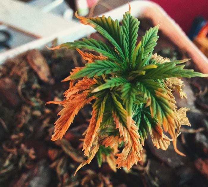 Podredumbre de la raíz en cultivo de marihuana Imagen de hojas de marihuana marrones afectadas por podredumbre de la raíz, una de las enfermedades de la marihuana provocada por exceso de riego y mal drenaje que favorece el desarrollo de hongos patógenos