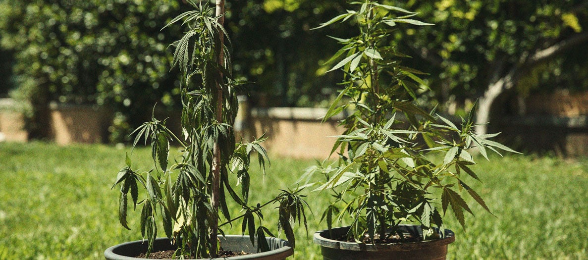 Estrés térmico en cultivo de marihuana: calor y frío Imagen de hojas de marihuana con exceso de calor, junto a plantas con hojas caídas por temperaturas inferiores a 15 °C, ilustrando uno de los problemas y enfermedades de la marihuana relacionados con el estrés por calor y frío
