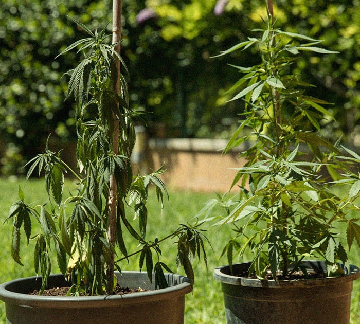 Estrés térmico en cultivo de marihuana: calor y frío Imagen de hojas de marihuana con exceso de calor, junto a plantas con hojas caídas por temperaturas inferiores a 15 °C, ilustrando uno de los problemas y enfermedades de la marihuana relacionados con el estrés por calor y frío
