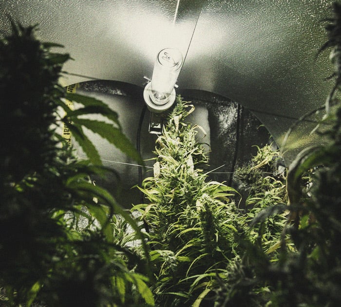 Quemaduras por luz en cultivo de marihuana Imagen de plantas de marihuana muy cerca de la luz con puntas de hojas quemadas y decoloración en los cogollos por exposición excesiva a la luz, ilustrando las enfermedades de la marihuana derivadas de quemaduras por luces