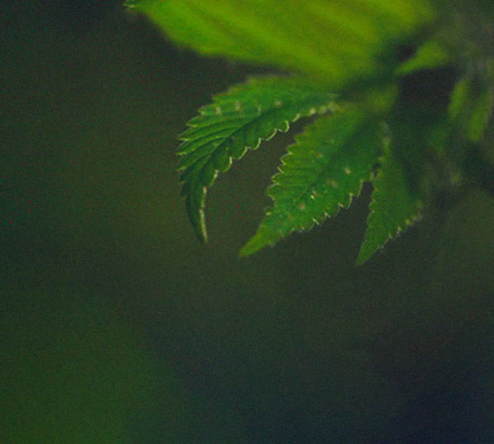 Daños por viento en cultivo de marihuana Imagen de hojas de marihuana rotas y desgarradas por fuertes vientos en exterior, uno de los problemas y enfermedades de la marihuana que puede arrancar plantas y reducir el rendimiento