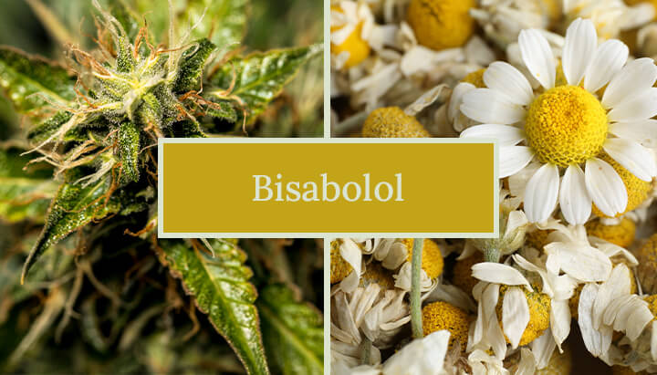 Imagen comparando las flores de cannabis y manzanilla, etiquetada