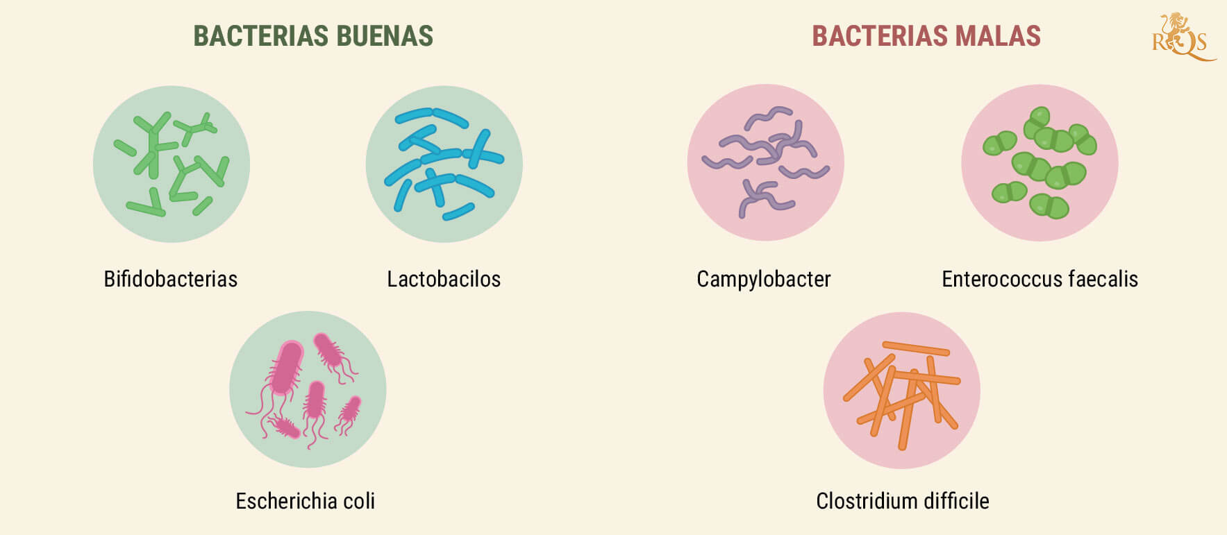 ¿Cómo funciona el aparato digestivo? ¿Cómo funciona el aparato digestivo?