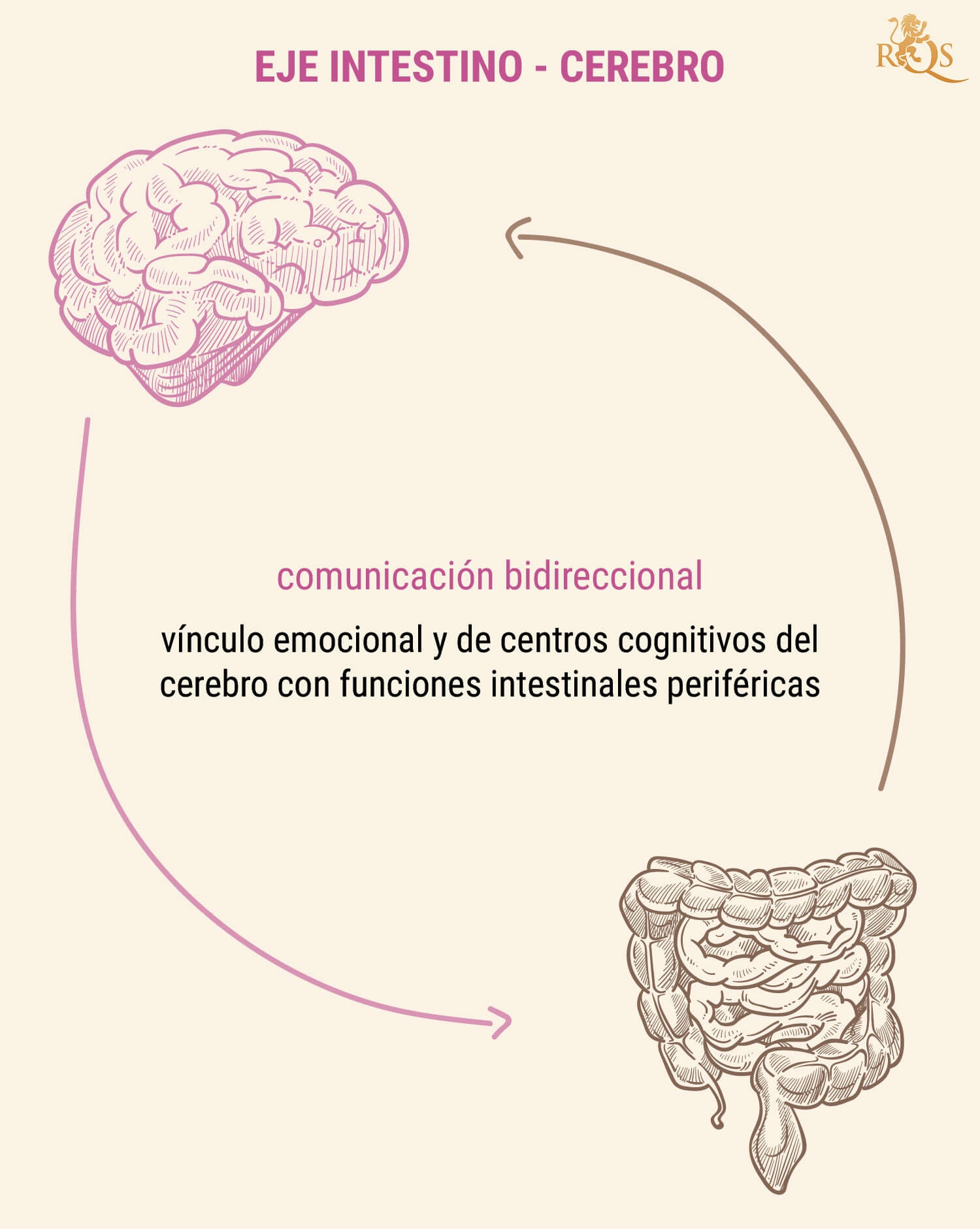 ¿Por qué es importante la salud intestinal? ¿Por qué es importante la salud intestinal?