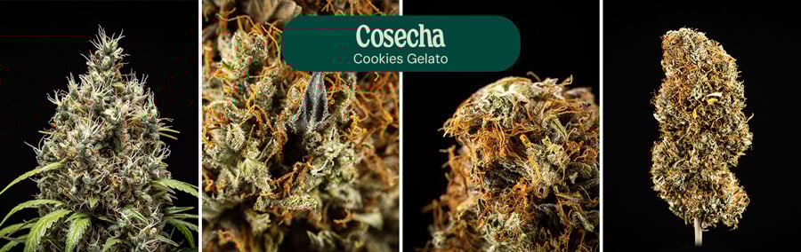 Cookies Gelato Harvest Time Cookies Gelato Harvest Time