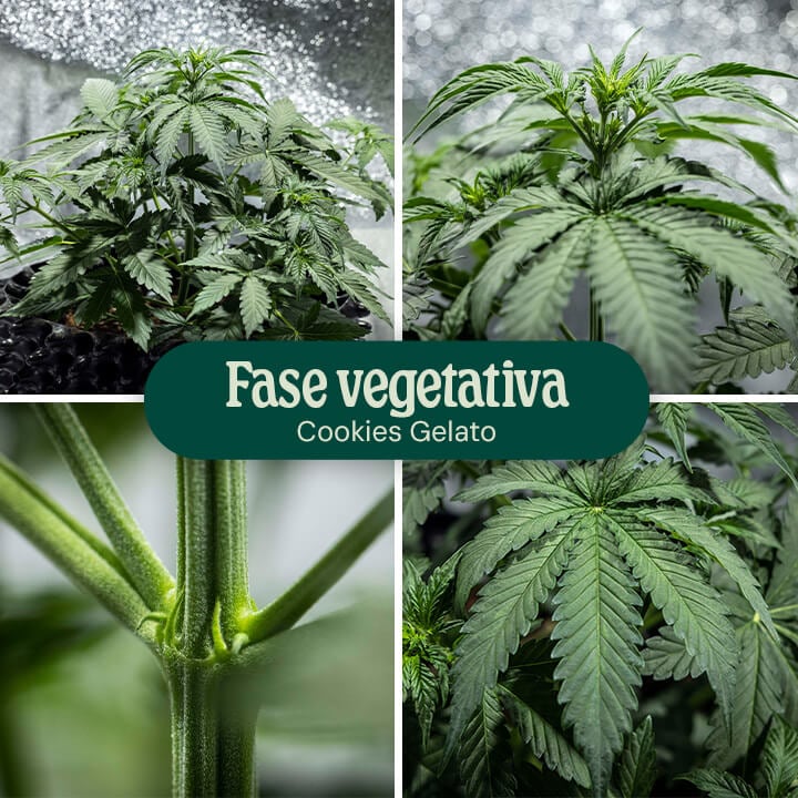 Cookies Gelato Vegetative Phase Cookies Gelato Vegetative Phase