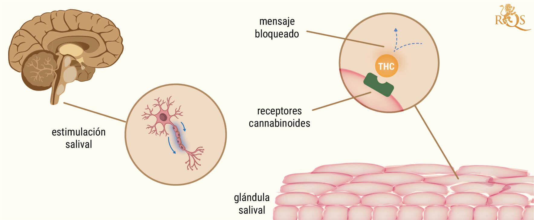La ciencia tras la boca seca al fumar marihuana La ciencia tras la boca seca al fumar marihuana