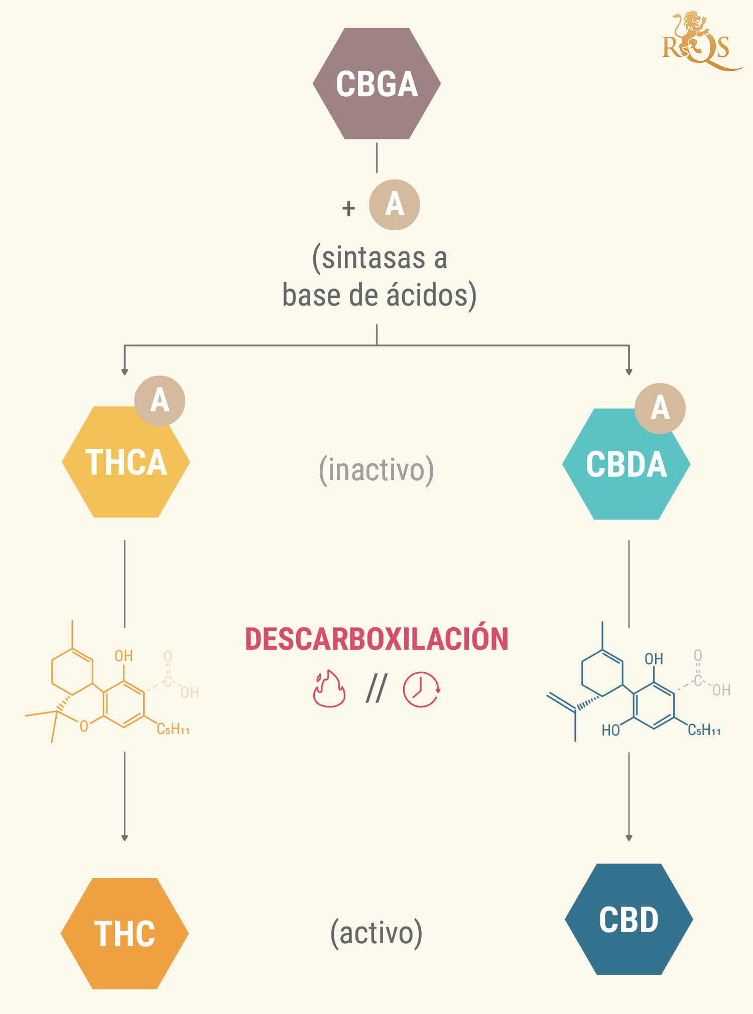¿Qué son los ácidos canabinoides? ¿Qué son los ácidos canabinoides?