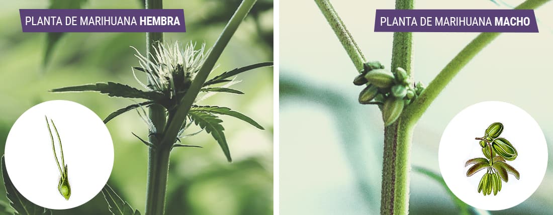 Cannabis macho vs. Cannabis hembra: ¿en qué se diferencian? Collage con dos imágenes que muestran las diferencias entre plantas de marihuana macho y hembra. La primera ilustra una planta hembra con cogollos resinosos, y la segunda muestra una planta macho con saquitos de polen en los nudos.