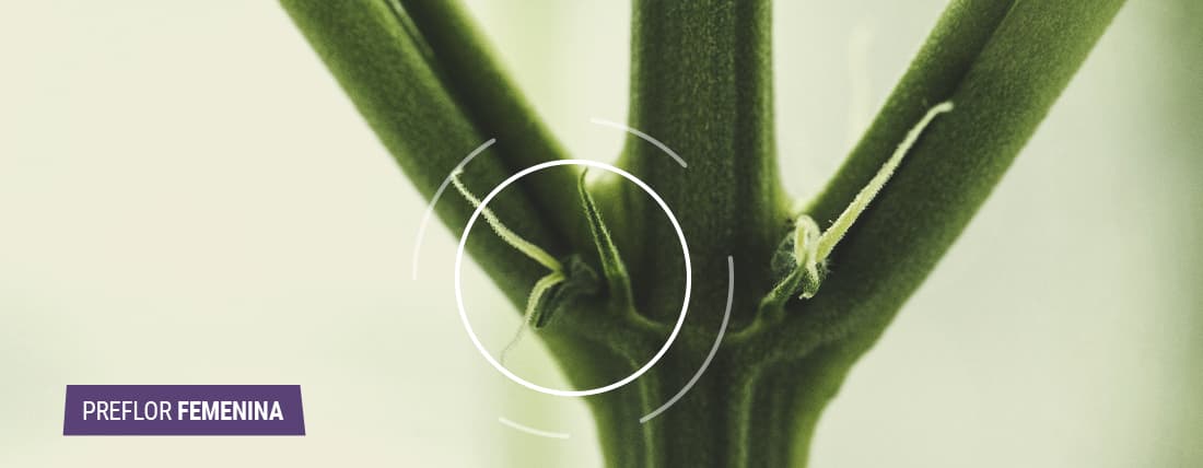 Cómo identificar las plantas de cannabis femeninas Imagen que muestra cómo identificar una preflor femenina de cannabis. En el nudo se observan los cálices en forma de lágrima con pistilos (pelillos) sobresaliendo, característicos de las preflores femeninas.