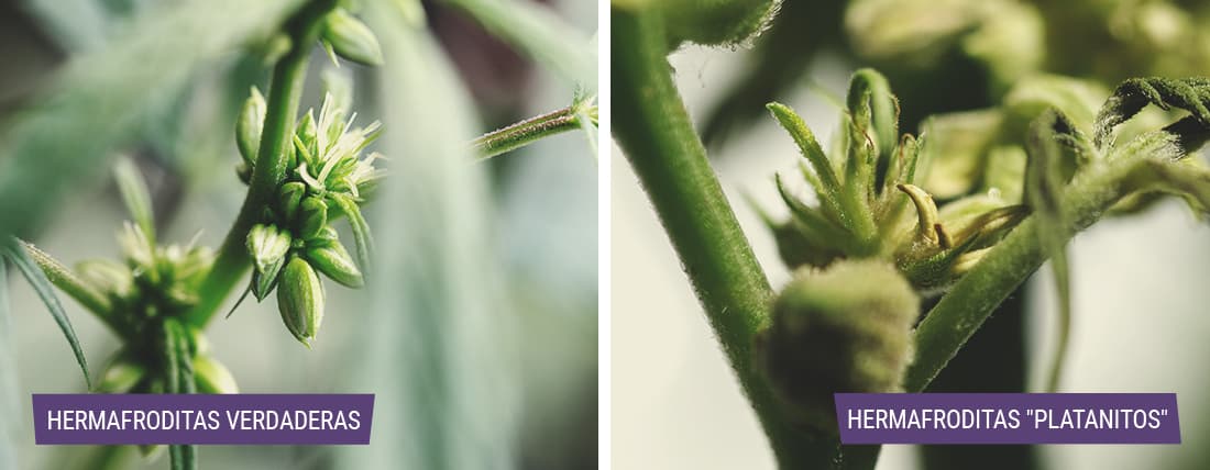 Tipos de plantas de marihuana hermafroditas Collage que muestra las diferencias entre las plantas de cannabis hermafroditas verdaderas y las