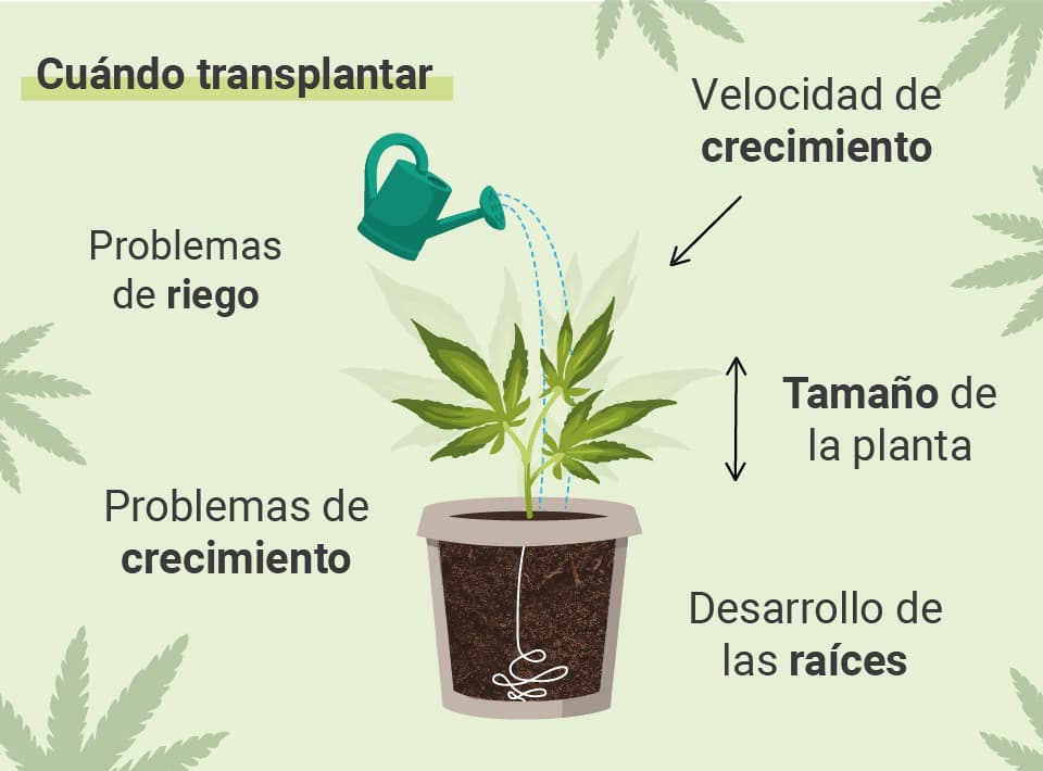 CUÁNDO TRASPLANTAR TU MARIHUANA CUÁNDO TRASPLANTAR TU MARIHUANA