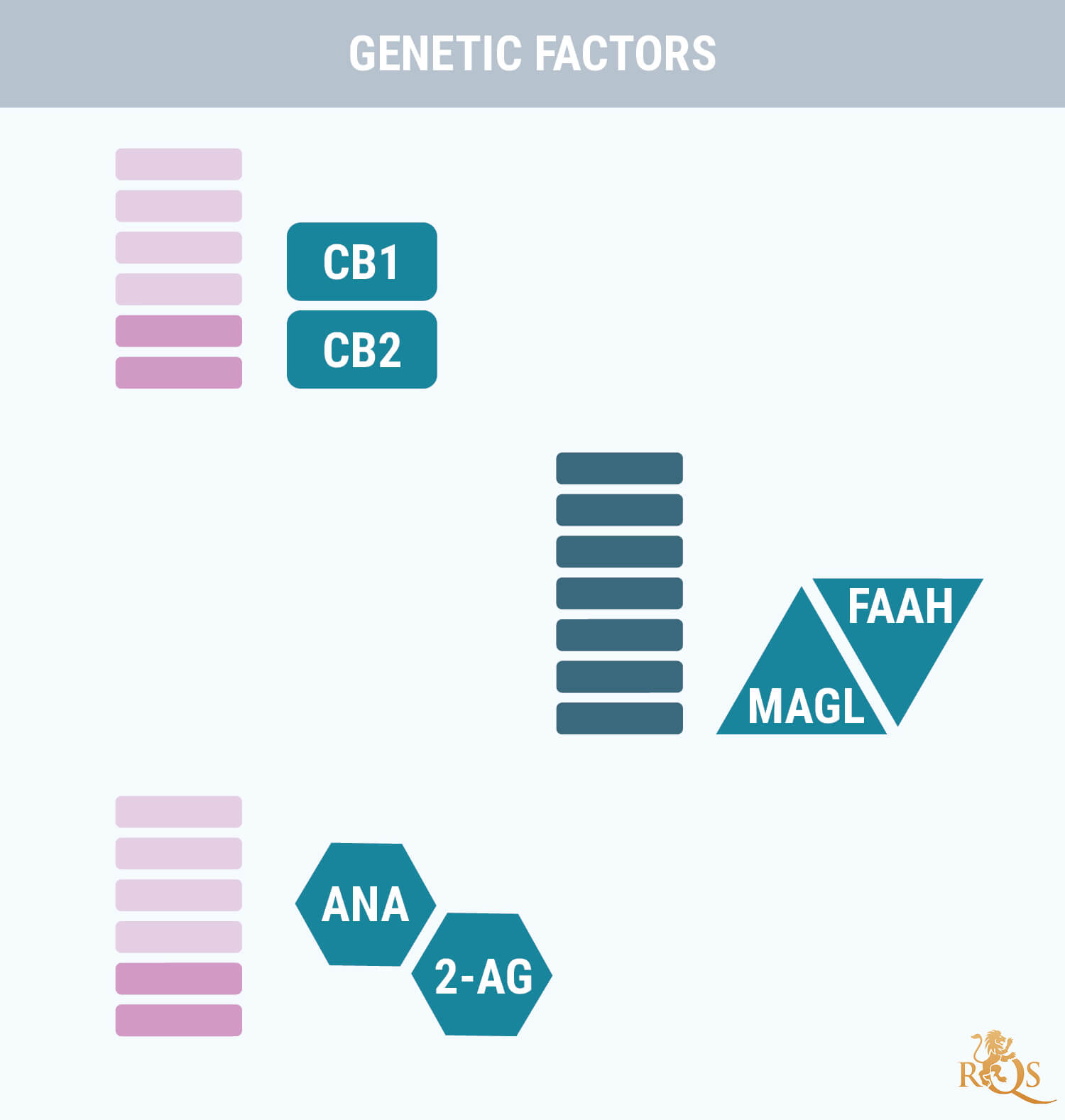 Factores genéticos Factores genéticos