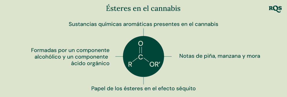 Los Ésteres en el Cannabis Un diagrama que ilustra la estructura química de los ésteres, su formación a partir de componentes alcohólicos y ácidos orgánicos, y su contribución al aroma y al efecto séquito del cannabis.