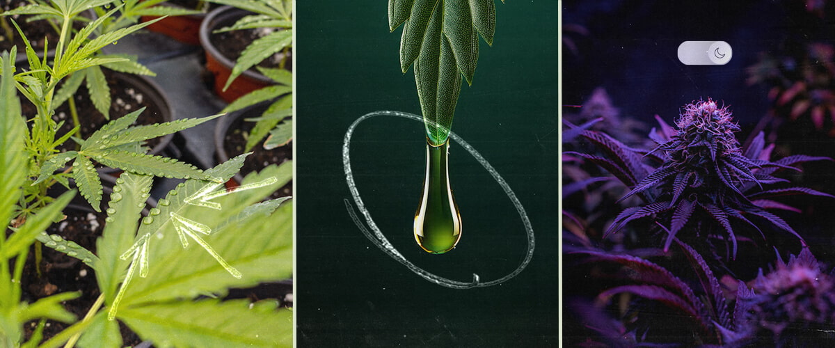 Identificando la Gutación del Cannabis: Cómo Reconocer las Gotas de Agua en las Hojas de Marihuana Identificando la gutación en cannabis: Esta imagen muestra gotas de agua en las puntas de las hojas, a menudo confundidas con el rocío. Aprende a identificar este proceso natural que indica una presión radicular saludable en tus plantas de marihuana.