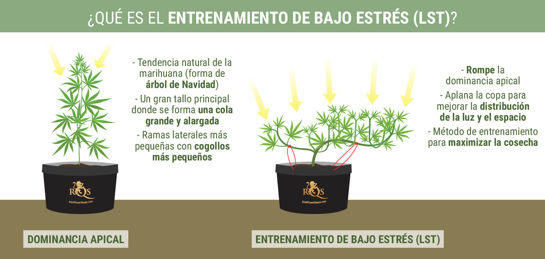 ¿Qué Es El Entrenamiento De Bajo Estrés? ¿Qué Es El Entrenamiento De Bajo Estrés?