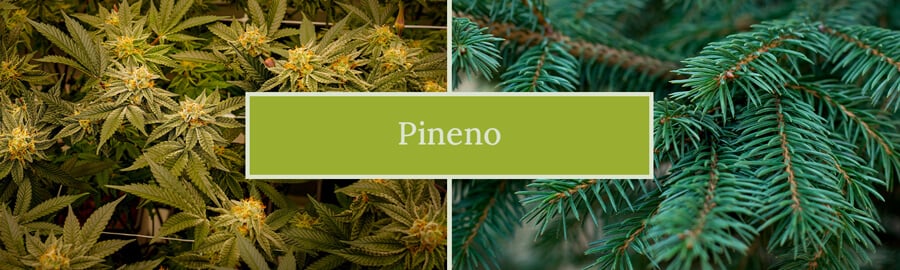 Pinene Cannabis Terpene Pinene Cannabis Terpene