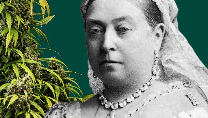 Queen Victoria Retrato de la Reina Victoria rodeada de plantas de cannabis exuberantes sobre un fondo verde oscuro.