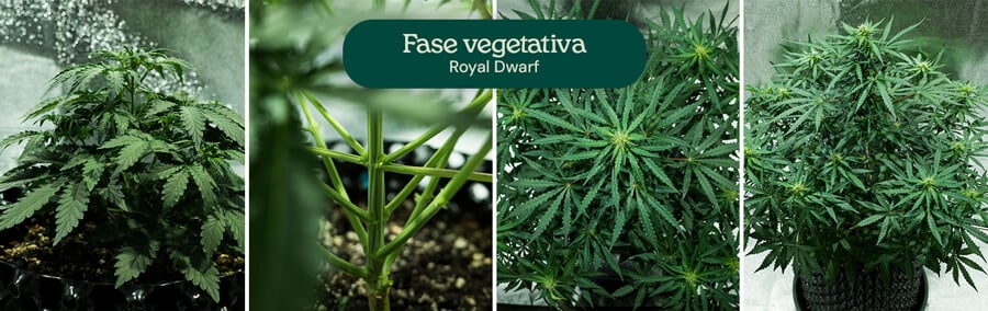Royal Dwarf Vegetative Phase Royal Dwarf Vegetative Phase