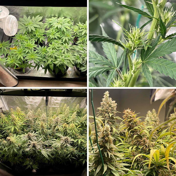 Royal Skywalker Seeds Royal Skywalker Seeds