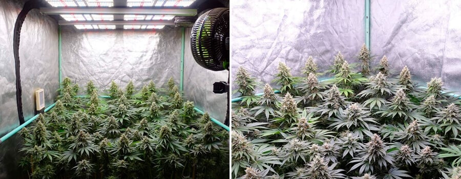 SOG cannabis method SOG cannabis method