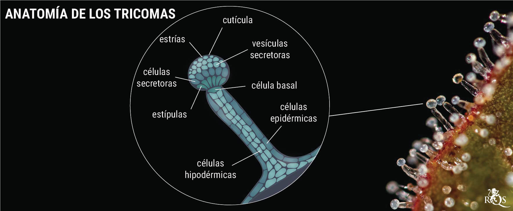 Genética: la clave para conseguir unos cogollos resinosos Genética: la clave para conseguir unos cogollos resinosos