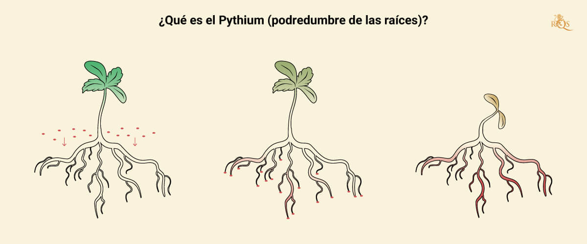 What is Pythium What is Pythium