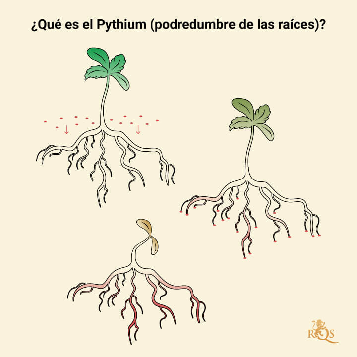 What is Pythium What is Pythium