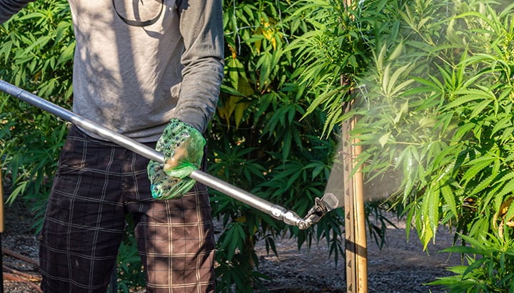 ¿Por qué los cultivadores usan PGRs en el cannabis? Trabajador rociando plantas de cannabis en un cultivo al aire libre, aplicando nutrientes o PGR con equipo de protección.