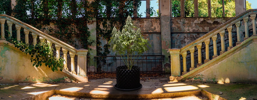 Abandones mansion cannabis growing Abandones mansion cannabis growing