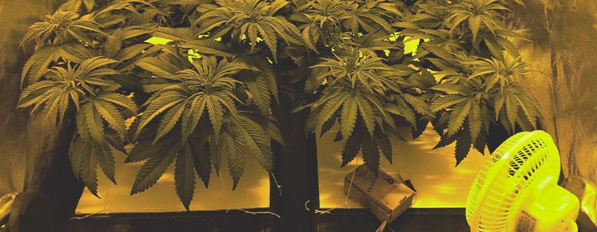Amnesia Haze Amnesia Haze